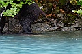 Alaska Wildlife-19
